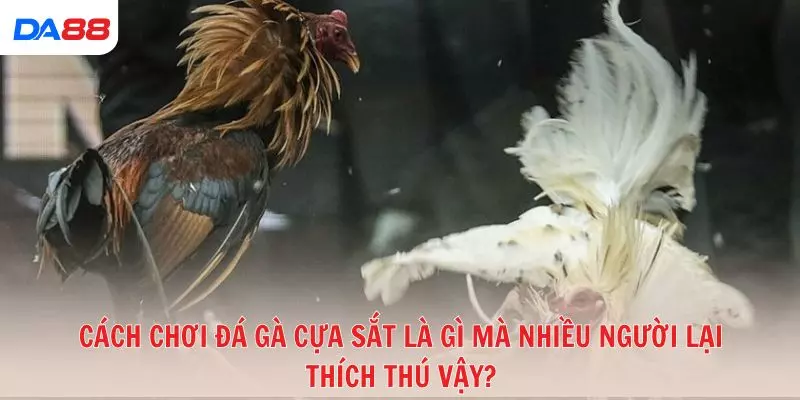 Cách chơi đá gà cựa sắt là gì mà nhiều người lại thích thú vậy?